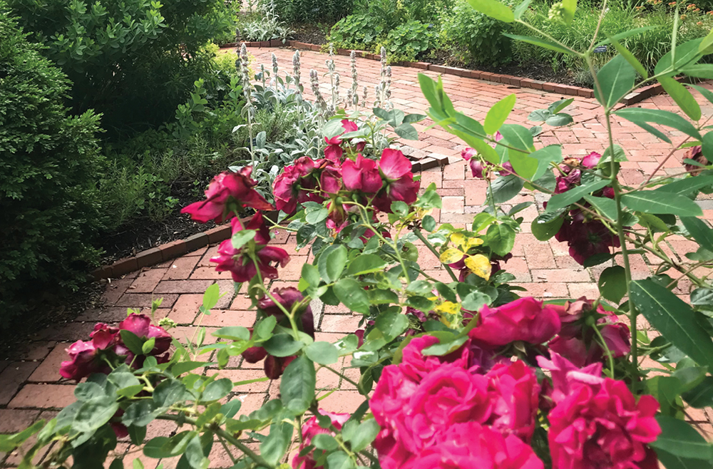 The Physic Garden at Pennsylvania Hospital pays tribute to botanical remedies from centuries past. Get to know a few of the garden's plants currently in bloom.